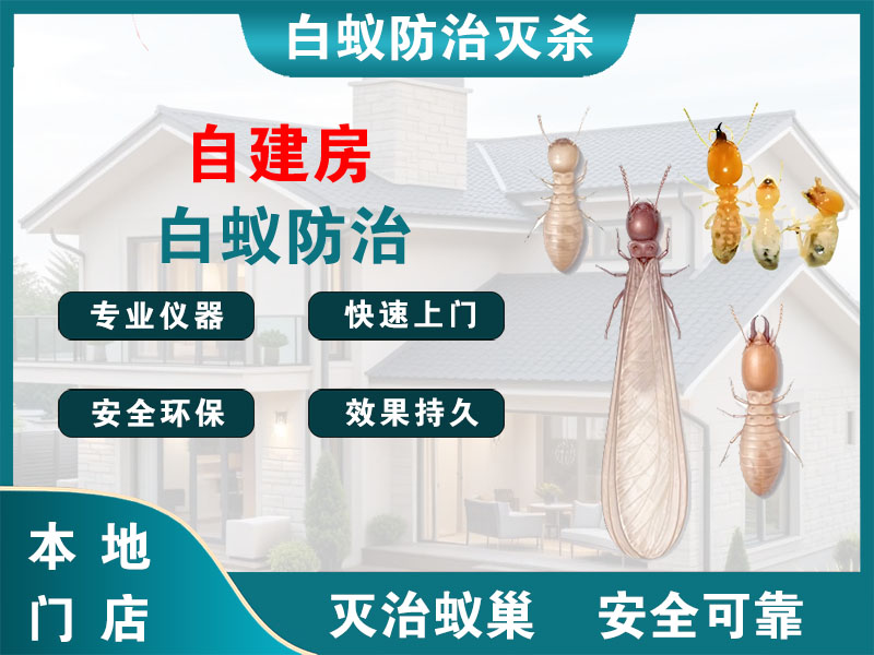 新昌自建房白蚁防治