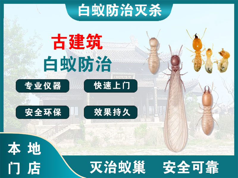 新昌古建筑白蚁防治